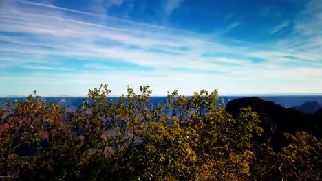 Lapso-De-Tiempo-De-Un-árbol-En-El-Borde-Norte-Con-El-Gran-Cañón-Fuera-De-Foco-En-El-Fondo