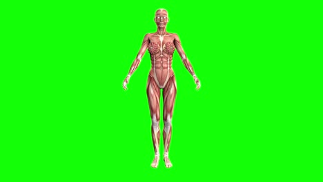 female body anatomy - muscle map rotating on green screen - woman physiology concept, 4k 60fps uhd 3d seamless looping animation