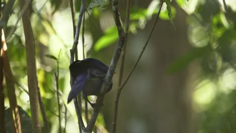 a violaceous jay bird is seen perched on a tree branch and leaps onto another branch in slow motion, follow shot