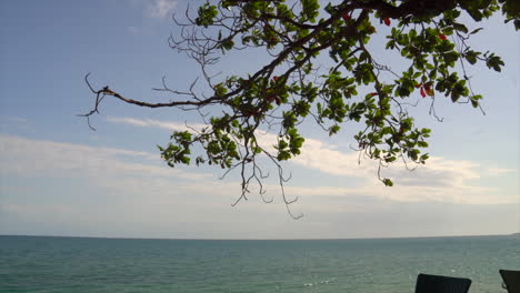 serene tree branch over the ocean