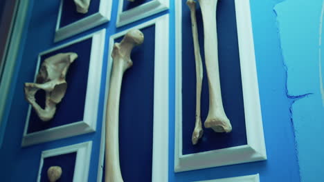Skeletons and Bones In Museum. Bones of skeleton and skulls in museum