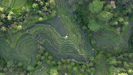 aerial view of textures of green rice fields in bali, indonesia