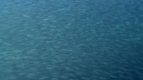 Un-Gran-Banco-De-Peces-De-Cebo-Nadando-En-Aguas-Poco-Profundas---Toma-Submarina