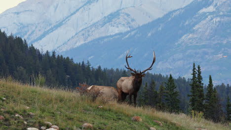 elk in rut standing at the meadow while other animal feeds on the grass at the countryside of alberta, canada