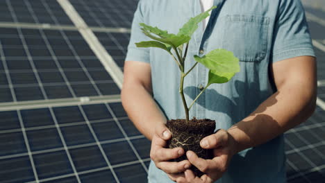 person holding a young eggplant seedling in front of solar panels