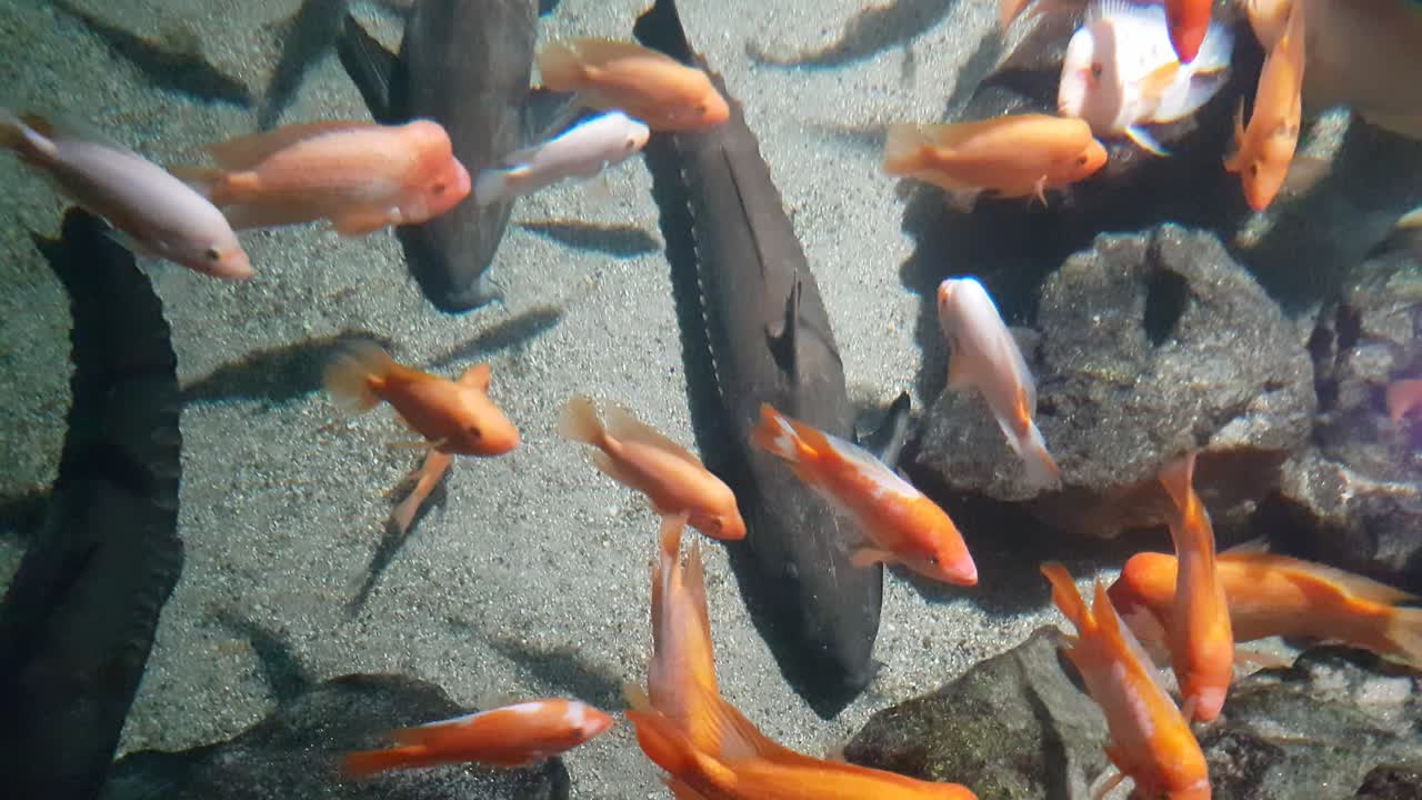 Ripsaw catfish swimming above red devil cichlid fishes