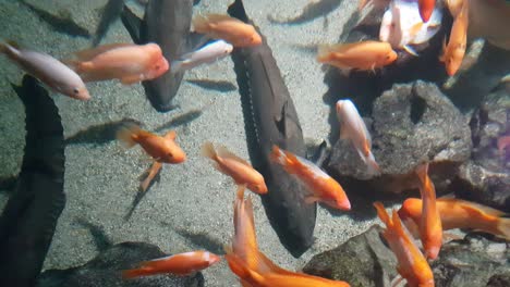 ripsaw catfish swimming above red devil cichlid fishes