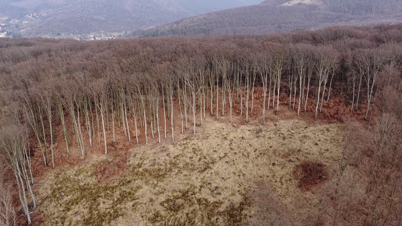 Vue aérienne par drone d'arbres forestiers sans feuilles formant des motifs naturels à flanc de colline dans les Petites Carpates près de Marianka, en Slovaquie. Un paysage d'automne tranquille avec des troncs nus et des textures naturelles