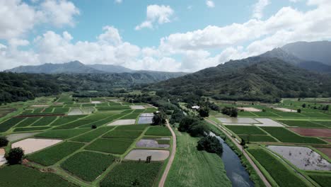 Los-Campos-De-Taro-De-Forma-Geométrica-Cubren-Un-Hermoso-Valle-Debajo-De-Las-Montañas,-Princeville,-Kauai,-Antena