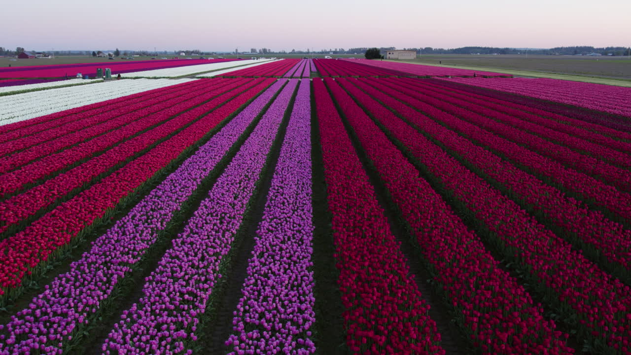 disparo aéreo ascendente frente a una larga fila de flores de tulipán, noche de primavera