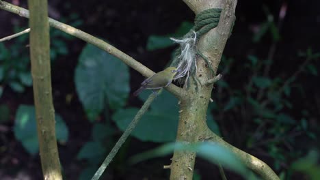 oriental or indian white-eye collecting material for its nest from string