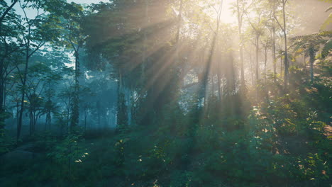 sunbeams shine through a dense forest