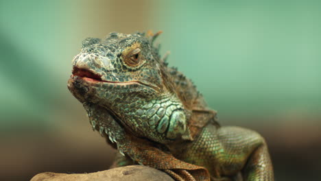 la iguana parecía desconcertada.