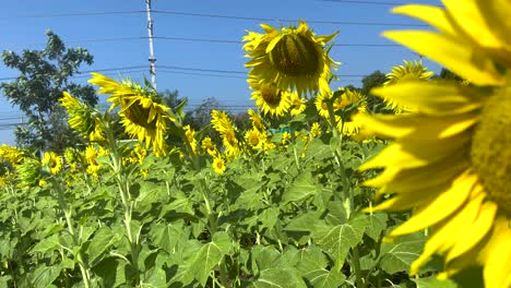 vibrant sunflowers swaying under a clear sky