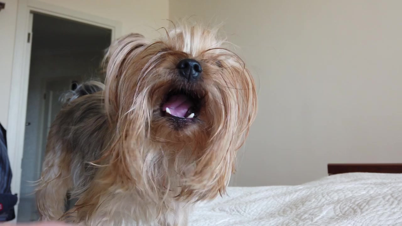 Dare da mangiare al Yorkshire Terrier le crocchette sul divano