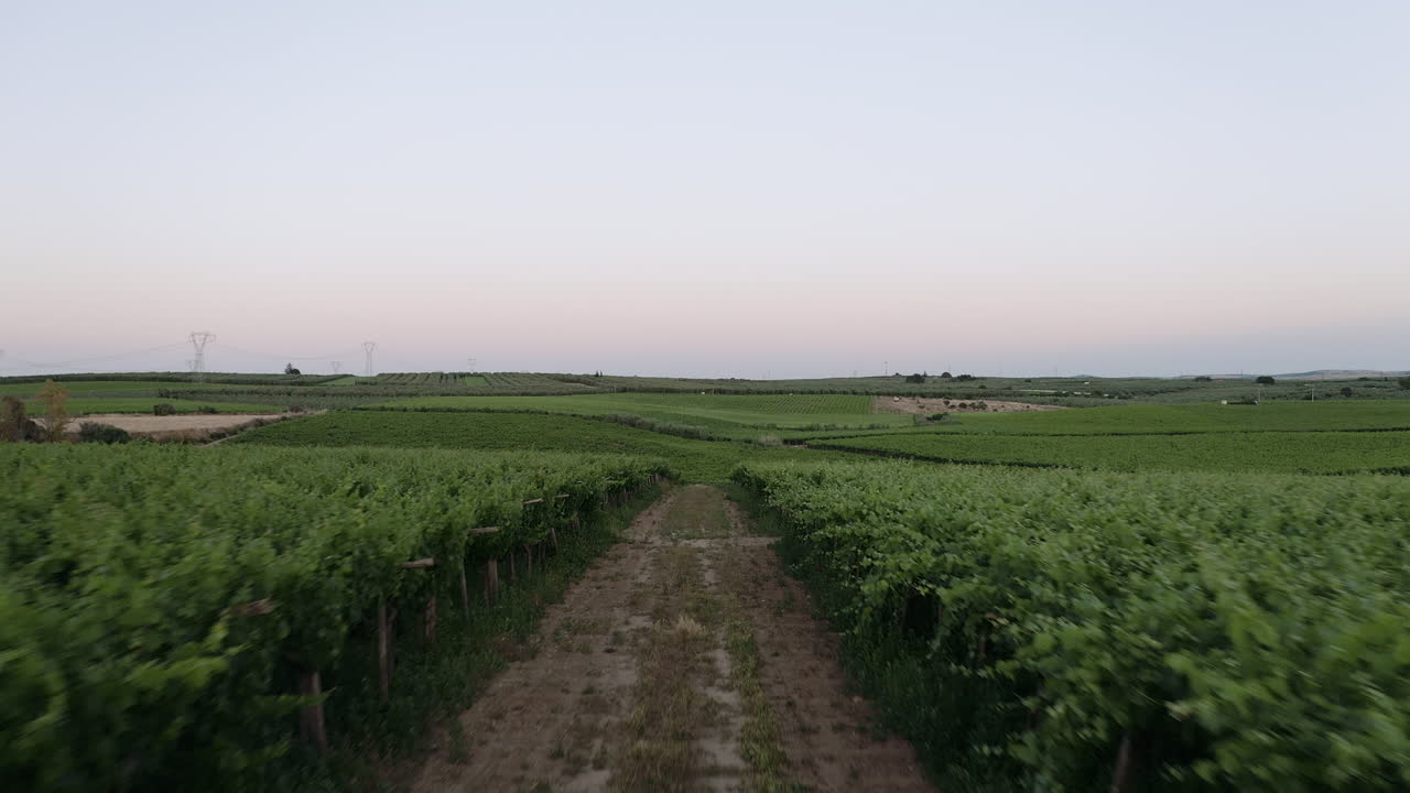A vineyard plant field view in Apulia region, Italy.