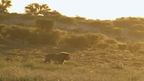 Marschierender-Männlicher-Löwe-In-Der-Savanne-Bei-Sonnenuntergang