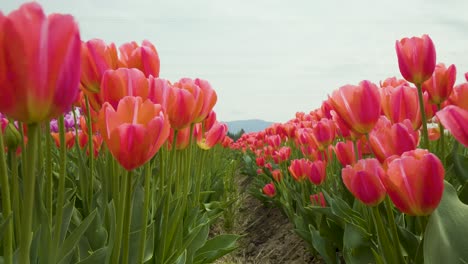 Row-of-Tulip-Flowers-Dancing-Swaying-in-the-Wind,-Static-Shot,-Tulip-Festival-British-Columbia,-Red-Flowers-of-Love-and-Compassion