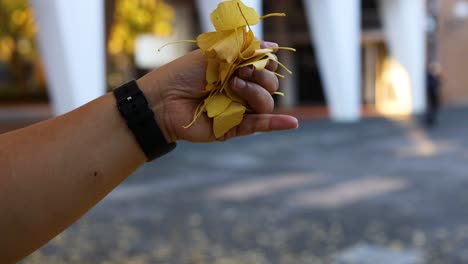 Hand releasing yellow ginkgo leaves in outdoor setting