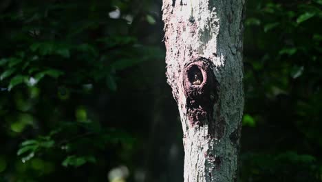 Sperlingskauz,-Taenioptynx-Brodiei,-Kaeng-Krachan-Nationalpark,-Thailand