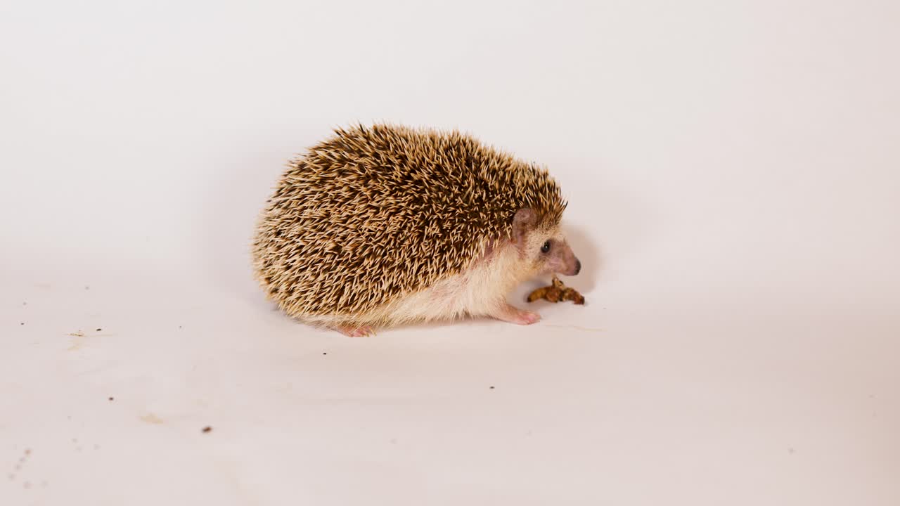 Un riccio pigmeo africano domestico mangia una larva di verme della farina su uno sfondo bianco pulito da studio