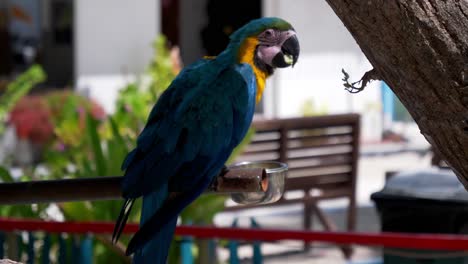 Yellow-and-blue-parrot-on-a-branch