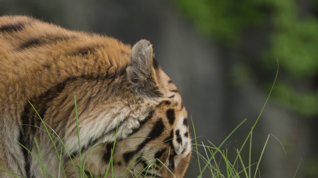 보케 배경으로 풀을 먹는 야생 호랑이의 클로즈업