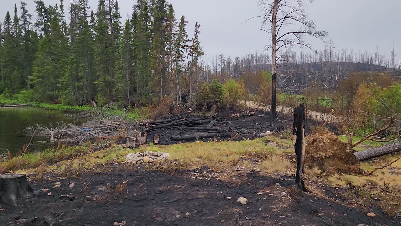 Aftermath of wildfire, blackened tree near lake, resilient pine trees