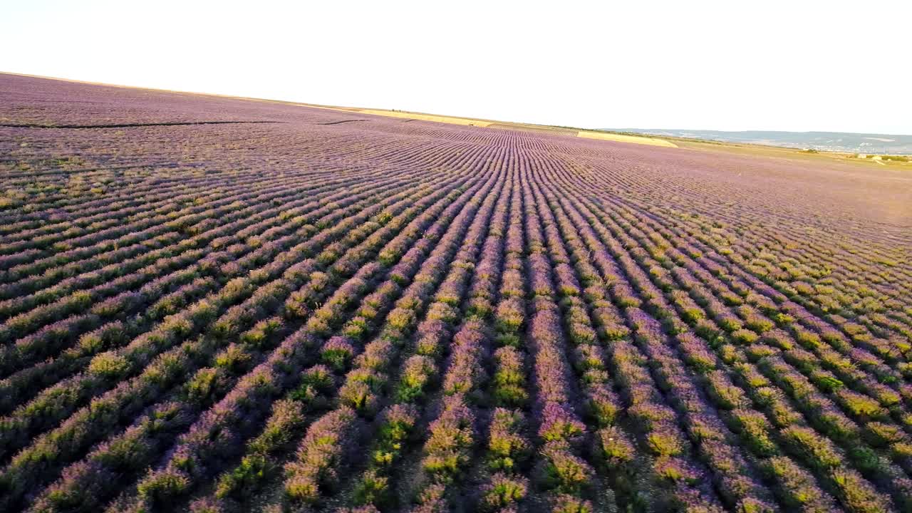 campo de lavanda visto desde el aire