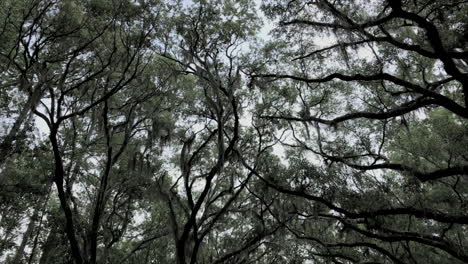 árboles-De-Gusanos-En-Sabana,-Una-Red-De-árboles