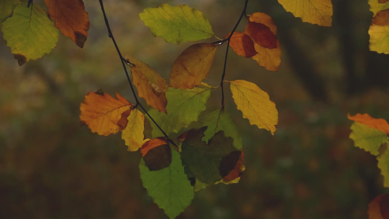 Leaves hanging from a Beech tree in subdued lighting in damp Winter woodland. November. UK