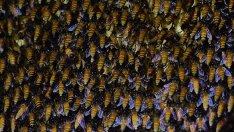 Se-Sabe-Que-Las-Abejas-Melíferas-Gigantes-Construyen-Grandes-Colonias-De-Nidos-Con-Bolsillos-Simétricos-Hechos-De-Cera-Para-Almacenar-Miel-Como-Fuente-De-Alimento.