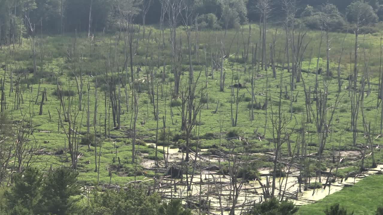 Dead trees in green vegetation of American suburb. Aerial wide shot. Sunny fog in summer. Marshland and stagnant waters