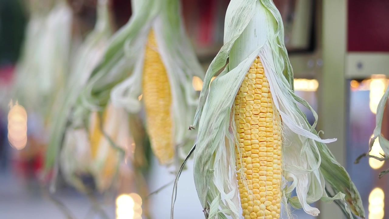 Fresh Corn on the Cob Hanging at a Street Market
