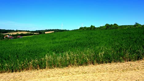 Agricultural-Field-With-Hemp-Plants-On-A-Sunny-Day