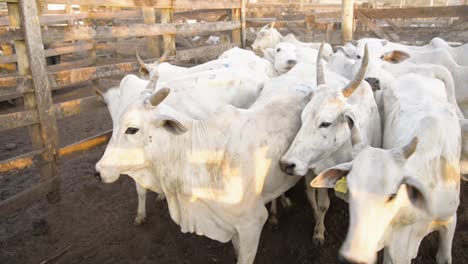 Shooting-of-a-young-nelore-cattle-herd-in-a-pen-outdoors