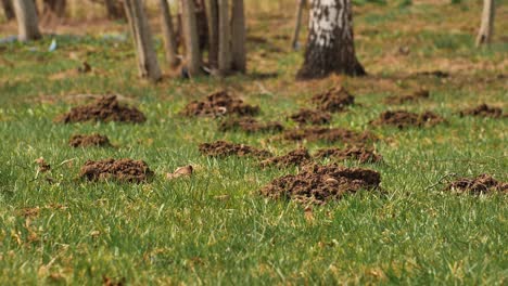 the mole pushed off the ground and made piles of ground