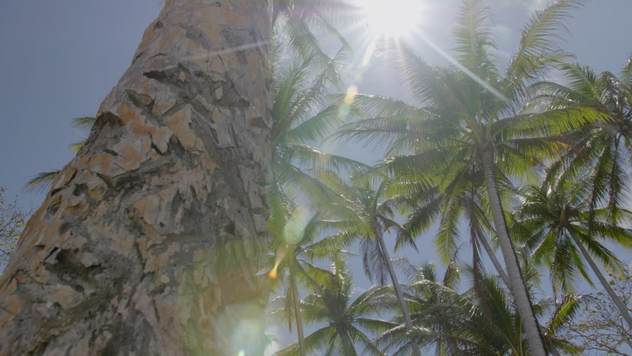 Tilted up slide of palm trees with lens flare in Tufi, Papua New Guinea