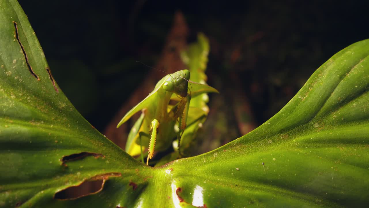 In Peru’s rainforest, a cobra mantis cleans its legs on a leaf, readying for a sudden attack.