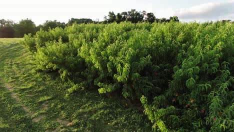 Smooth-low-flying-aerial-reveals-peach-trees-loaded-with-fruit-in-Pennsylvania-orchard