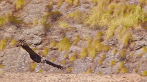 Approaching-Young-Andean-Condor-flies-towards-the-camera-changing-direction-with-its-tail-moving-as-a-rudder