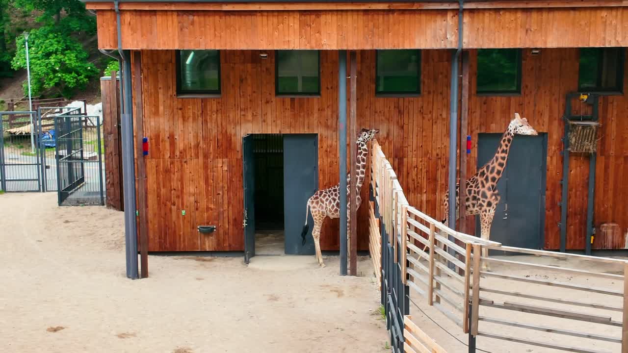 Two giraffes at a zoo near a wooden building entrance and fenced enclosure, highlighting their habitat and conservation area