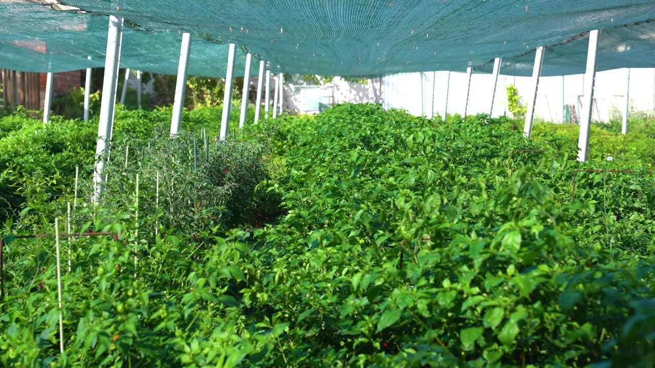 Cultivating chili peppers under a protective shade net, promoting growth and crop yield for food production