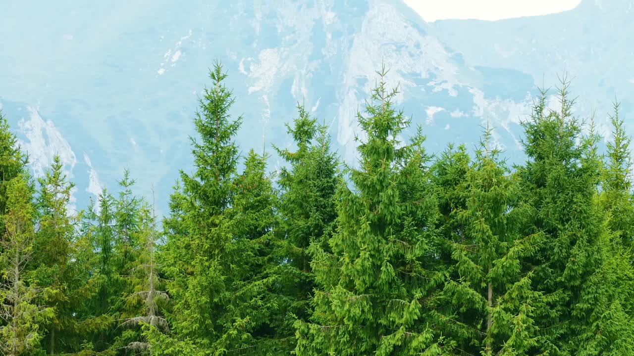 Lush green spruce trees in the foreground with towering snowy mountains in the background. Captured in Slovakia, this video highlights the beauty of alpine nature. (Drone view)