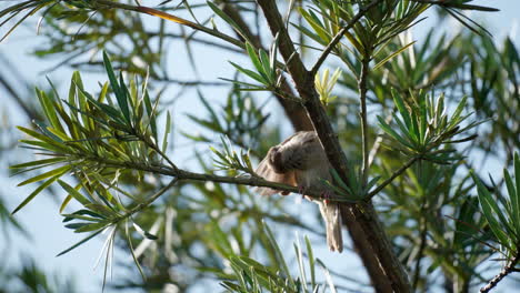 Eurasian-tree-sparrow-perched-on-podocarpus-tree-with-drooping-branches-and-narrow-leaves-preening-feathes-at-sunset-sunlight