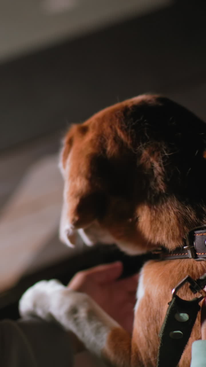 황혼에 코카서스산 비글의 목걸이를 채우는 손, 저녁 산책 준비, 후드티 소매가 보임, 조심스럽게 버클을 채우는 소리, 촉각적인 연결, 안전 점검 및 따뜻한 유대감