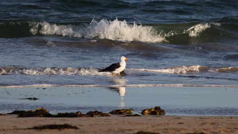 a great black-backed gull wades through shallow ocean waves on a sandy beach under natural lighting