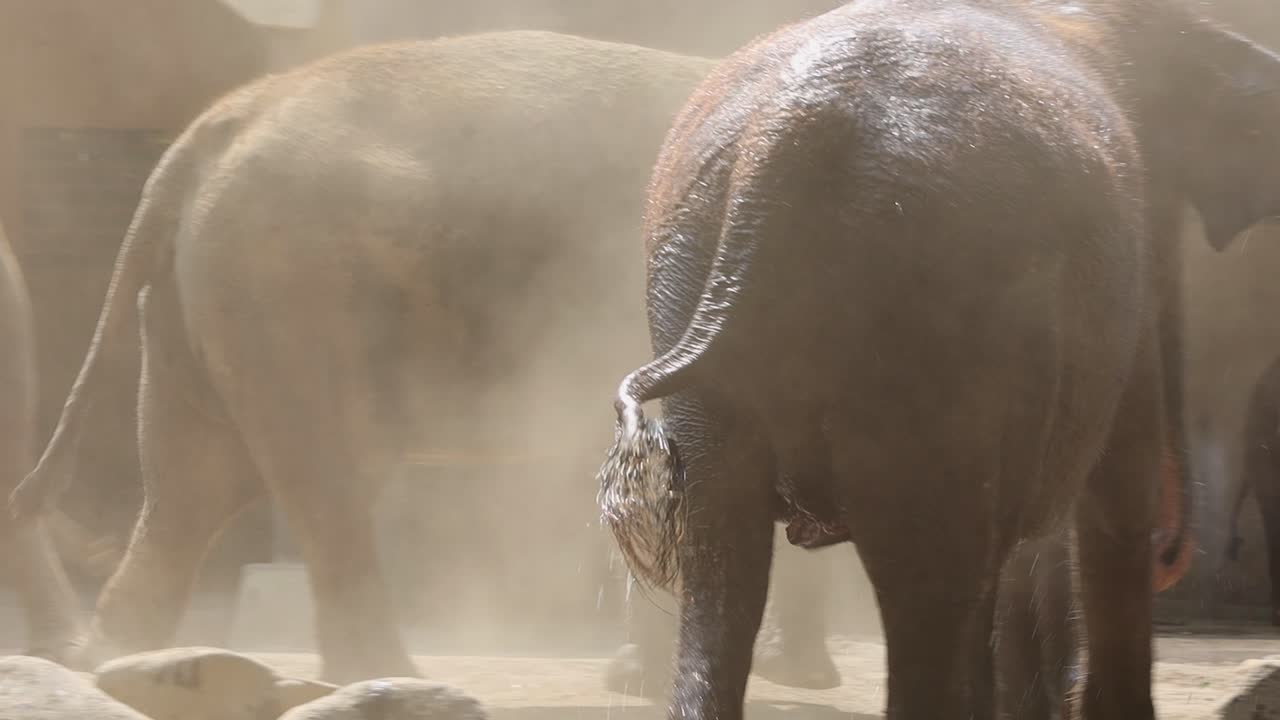 Elephants Playing in the Dust