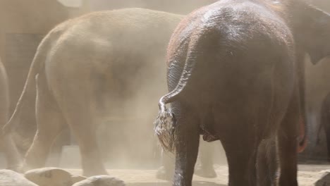 elephants playing in the dust