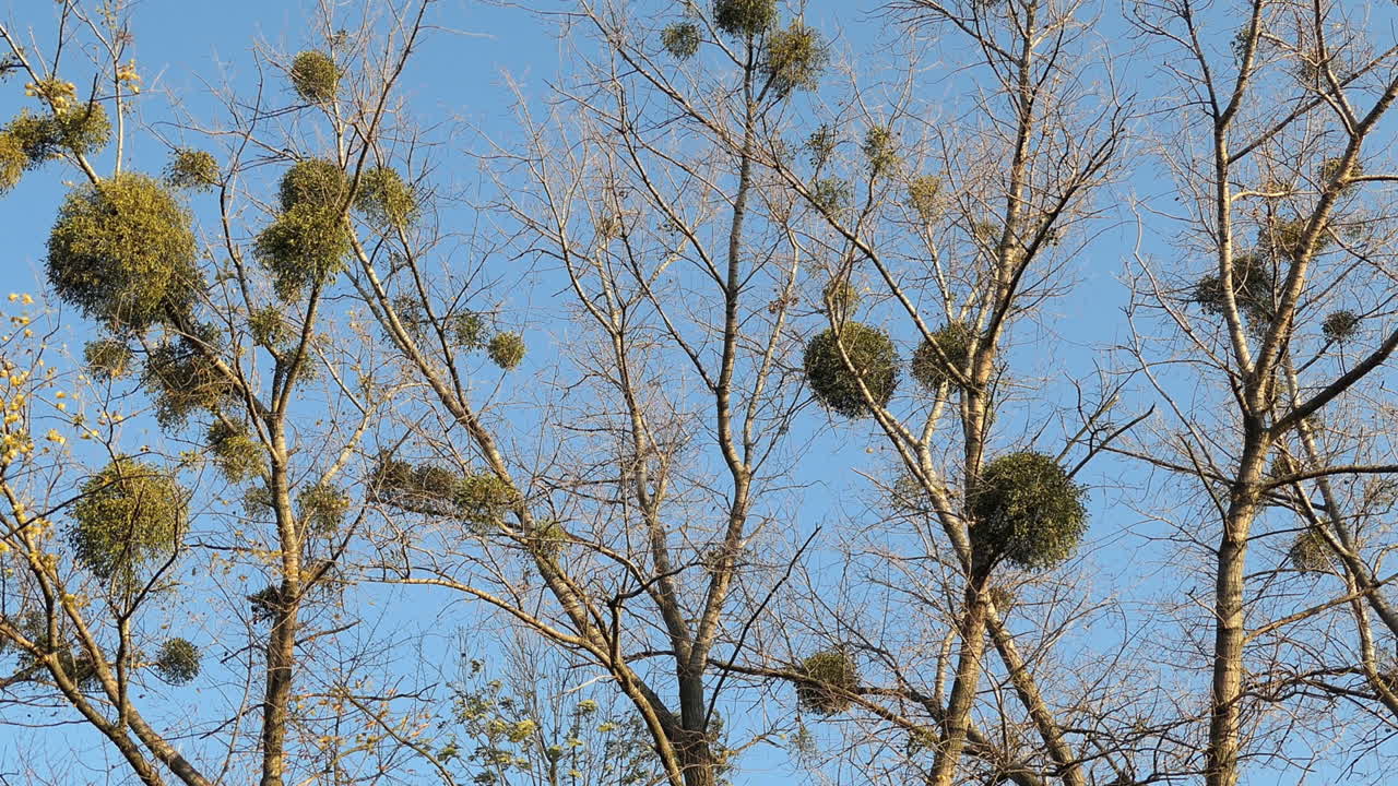푸른 하늘을 가진 나무에 겨우살이